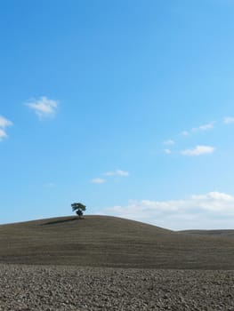Typical Tuscany landscape with a lonely tree and rolling hills in autumn in Val d�Orcia, Italy.