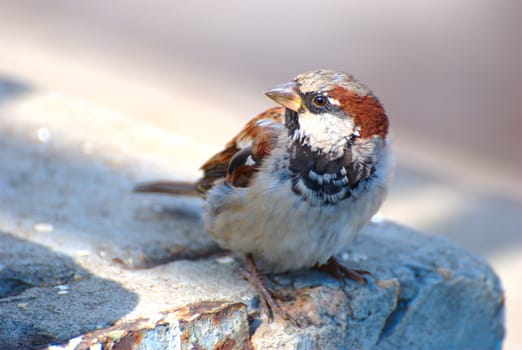 Sparrow.