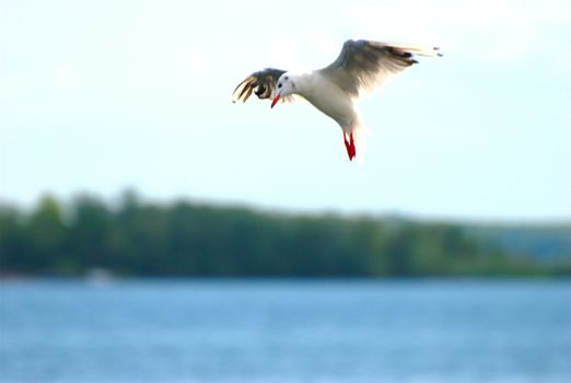 Seagull flies over river.
