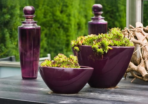 Purple glass bottles and vases with plants on table in the garden in summer