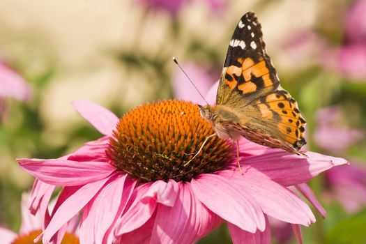 Painted lady getting nectar from  purple coneflower on sunny summer day 