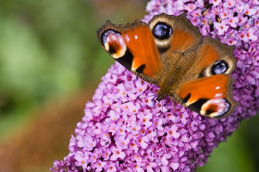 Colorful Peacock getting nectar from pink butterfly bush