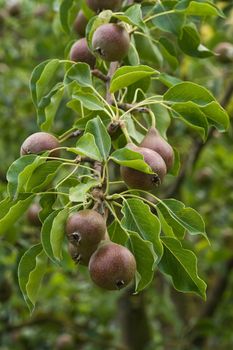 Branch with riping pears on a tree in summer