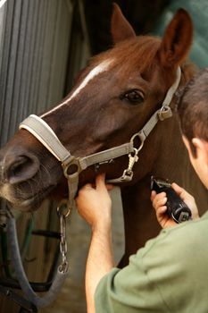 Horse portrait. Man shaving brown horse neck