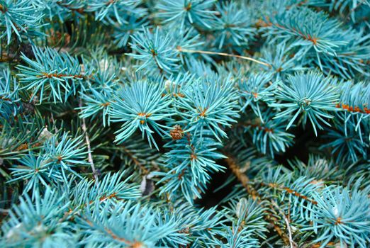 Blue spruce.