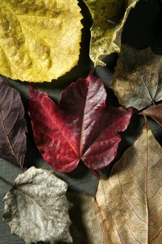 Leaves still of autumn leaves, dark wood background, fall classic images