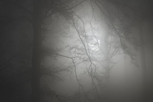 misty atmosphere in the forest