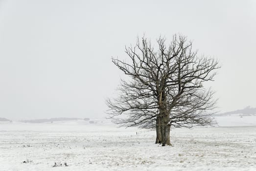 a tree in wintertime