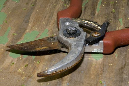 detail of rusty garden shears on used wood