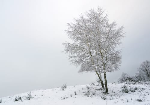 an isolated tree covered with snow