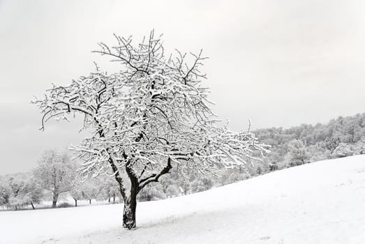 winter landscape