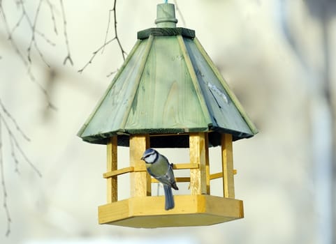 a tit on a bird feeder