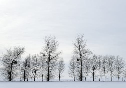 line of tree