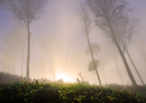 scene of dawn in the forest