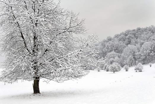 a snowy landscape