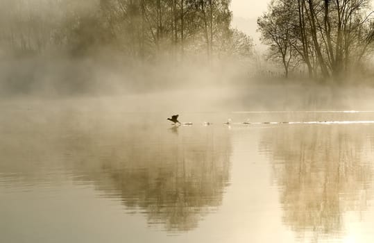 Misty Landscape