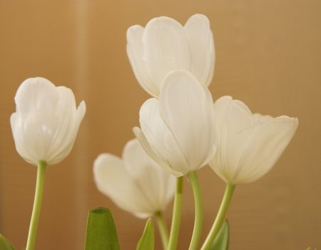 tulips in the springtime taken in natural light