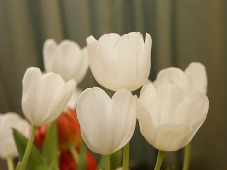 tulips in the springtime taken in natural light