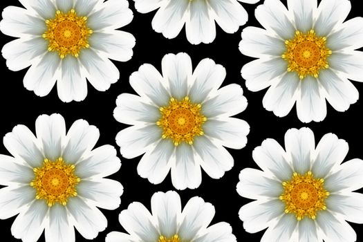 large white retro daisy design isolated over black this image is not seamless