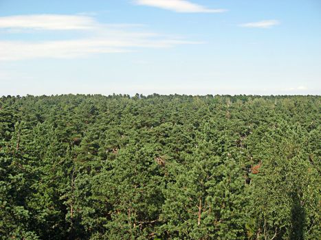 The forest near the Baltic see