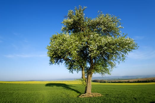 an isolated tree in a cultivated field