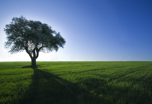 an isolated tree in a field