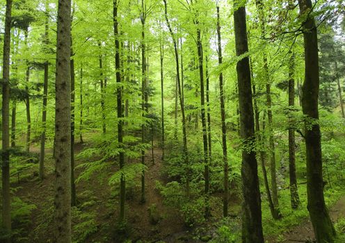 a green forest