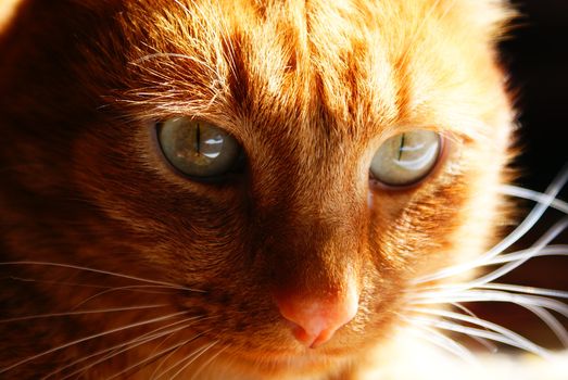 ginger cat looking into the eyes of a prey