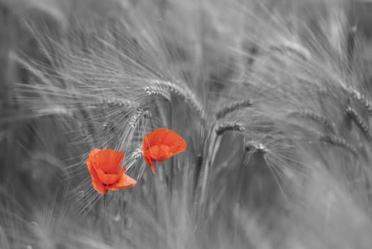 two poppies on desaturated background