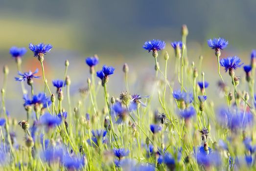 cornflowers in a meadow