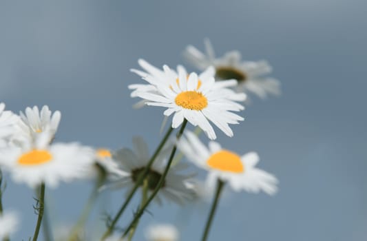 daisies flowers