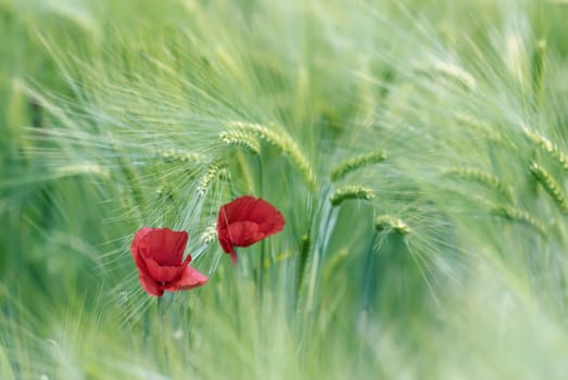 two poppies in a meadow