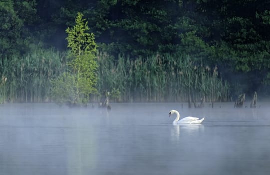 a swan swimming on a pond