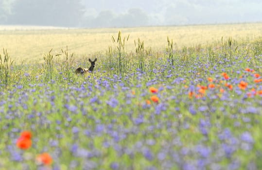 a deer in flowering field