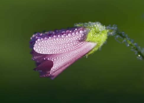 a flower covered with dew