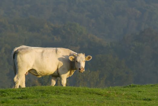 a beef in a meadow