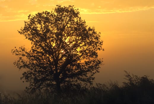 the sun goes up behind a tree