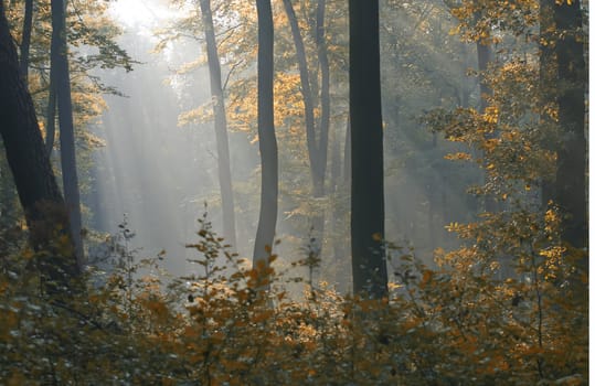 sunbeams in the forest in fall season