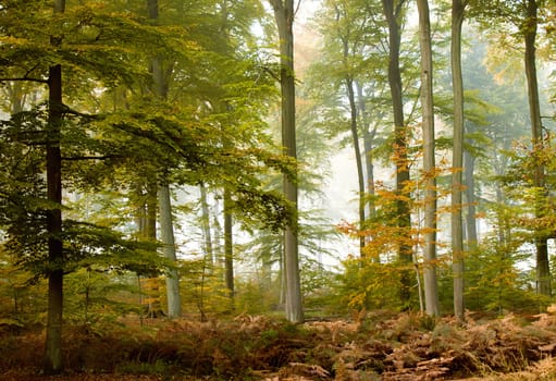 a forest in fall season