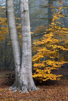 a forest in fall season