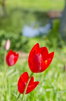 Red tulips on blurred green garden background.