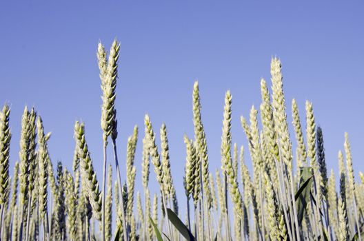 Closeup of green unriped rye in early summer.