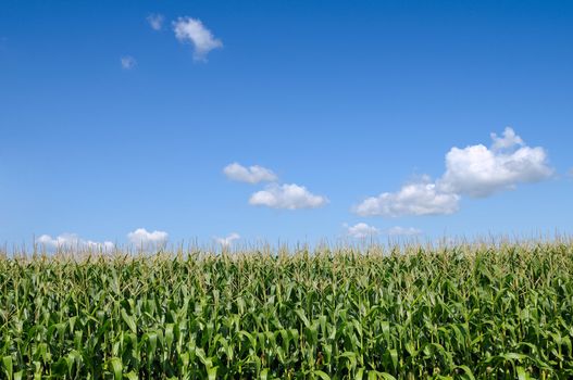 Corn field over blue sky with copy space
