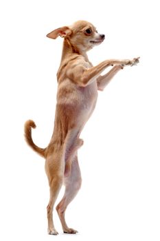 portrait of a cute purebred  chihuahua standing on his hind legs 