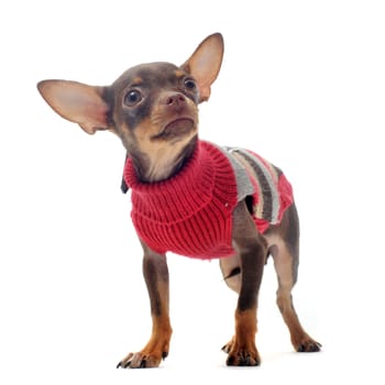 puppy chihuahua dressed in front of white background