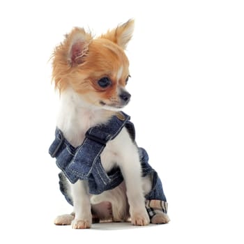 puppy chihuahua dressed in front of white background