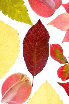 Autumn, fall leaves decorative still at studio white background, using the transparency