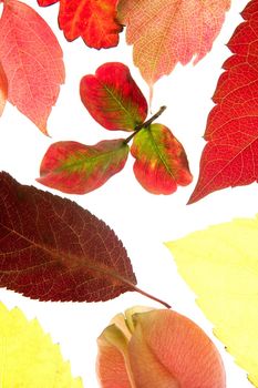 Autumn, fall leaves decorative still at studio white background