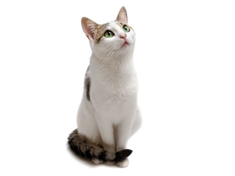 Photo of the seatting cat against the white background
