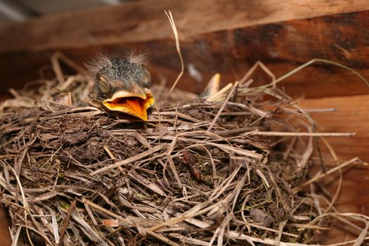 Baby robin crying out for food in nest